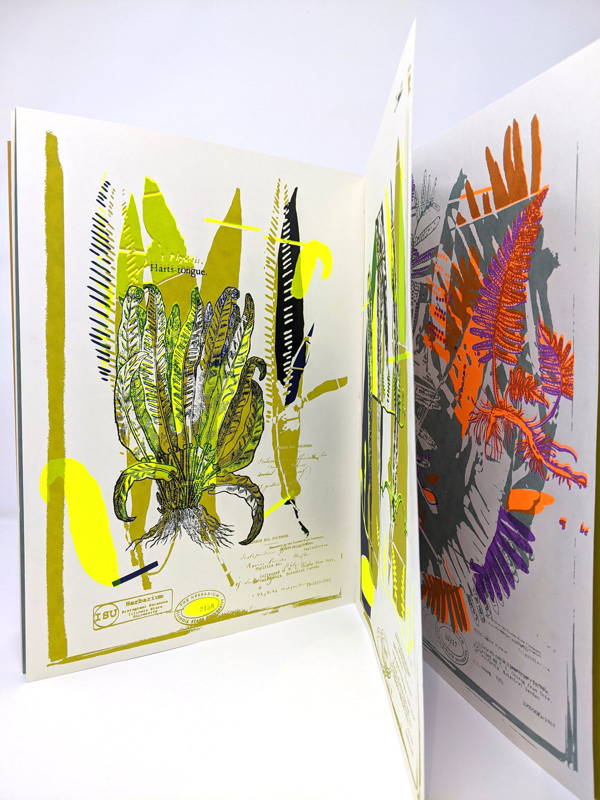 Melissa Oresky: Finder