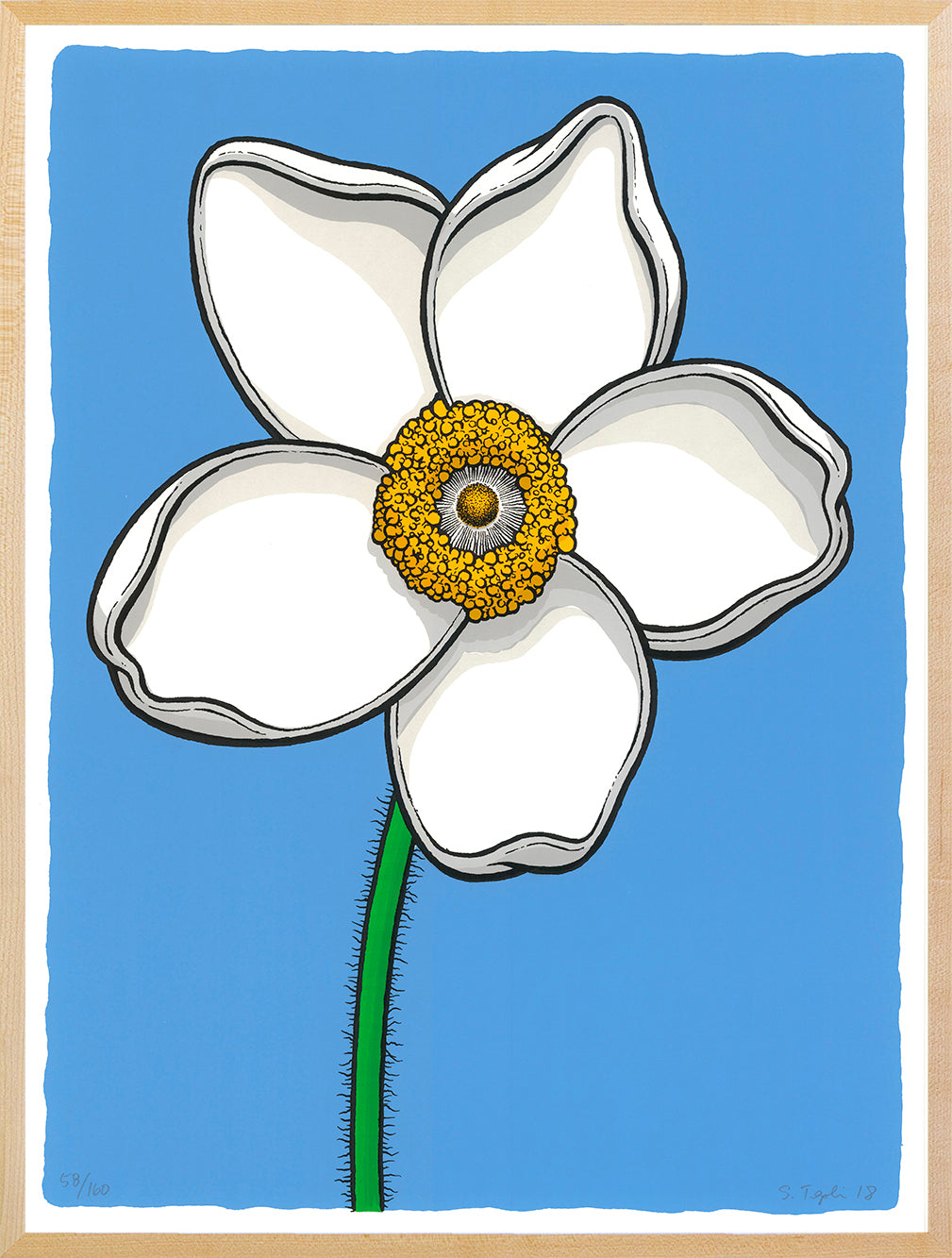 Scott Teplin: Sundrop Windflower