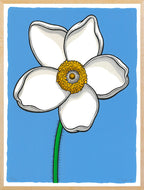 Scott Teplin: Sundrop Windflower
