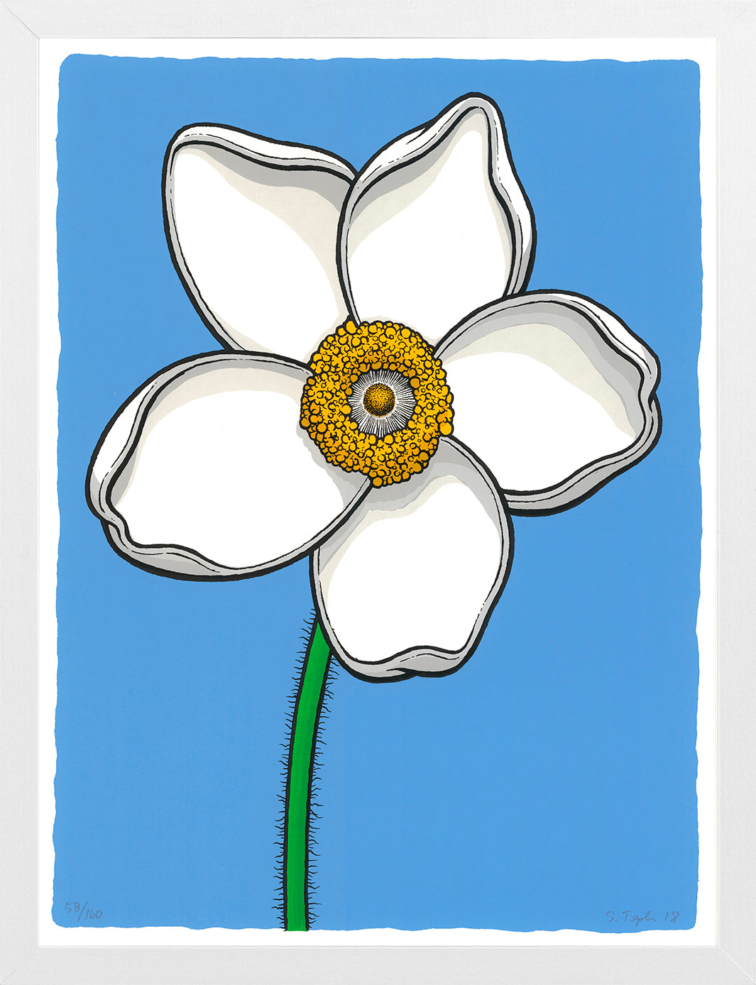 Scott Teplin: Sundrop Windflower